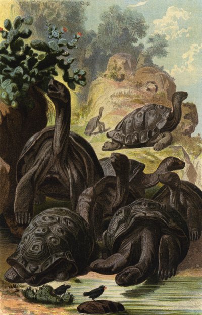 Tortuga gigante de European School